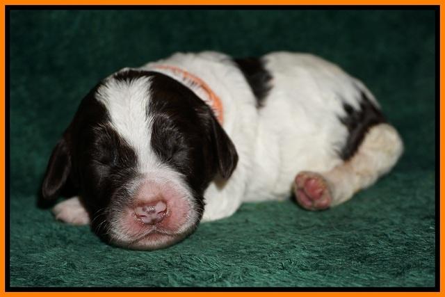 Paris Dempsey pups one wk old 23100