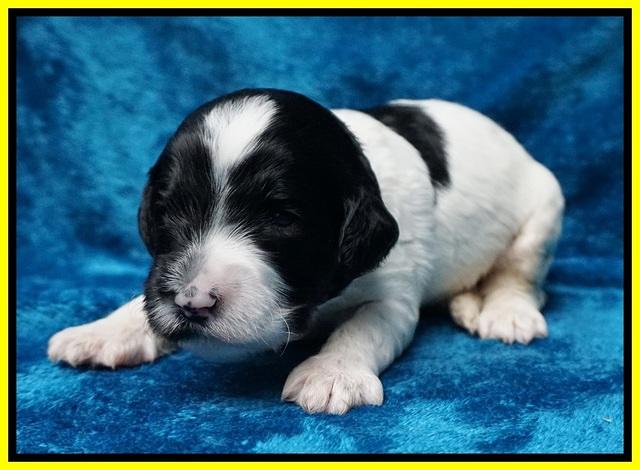 Paris Dempsey pups 2 wks old 191