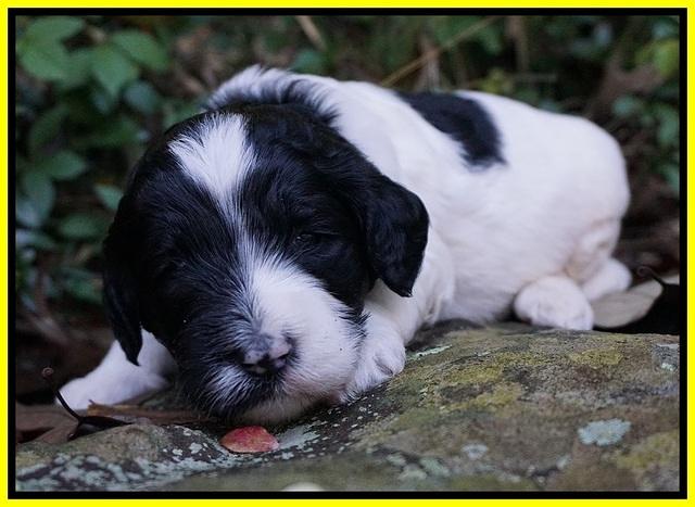 Paris Dempsey pups 3 wks old 261
