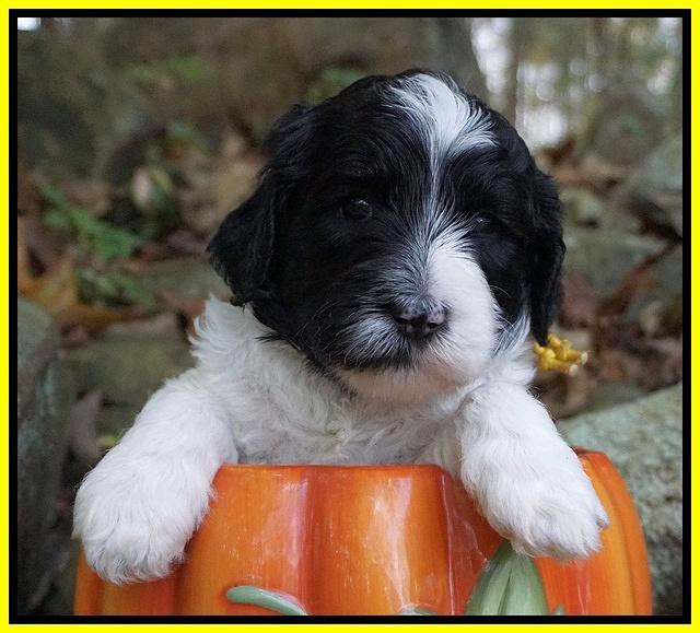 Paris Dempsey pups 4 wks old 261