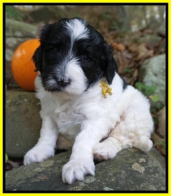 Paris Dempsey pups 4 wks old 271