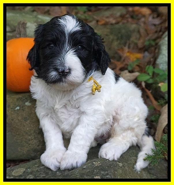 Paris Dempsey pups 4 wks old 281