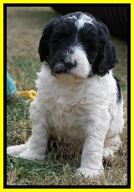 Paris Dempsey pups 5 wks old 2 036