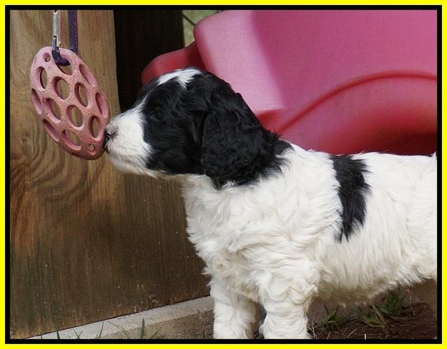 Paris Dempsey pups 5 wks old 351