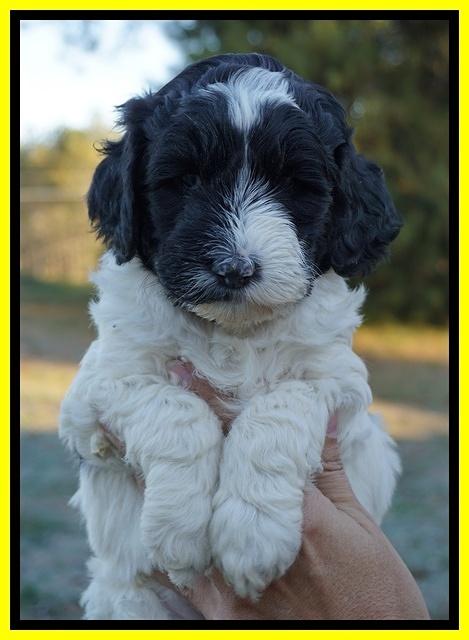 Paris Dempsey pups 5 wks old faces 1 077