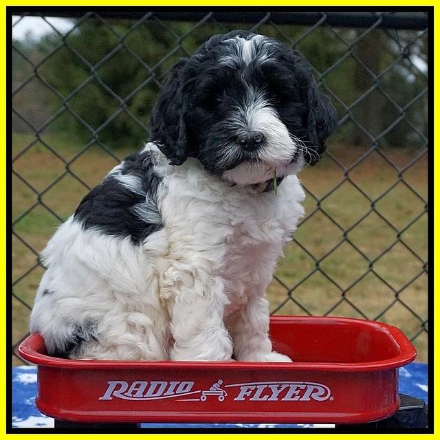 Paris Dempsey pups 6 wks old 1 154