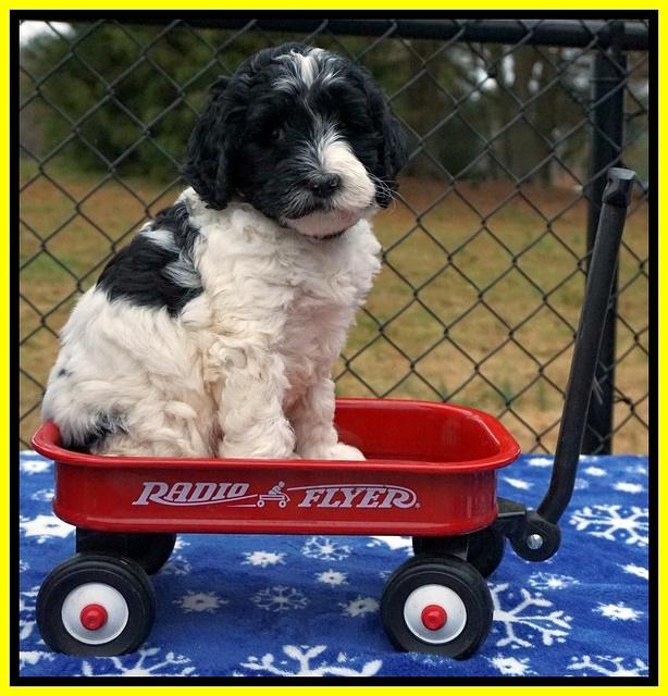 Paris Dempsey pups 6 wks old 1 162