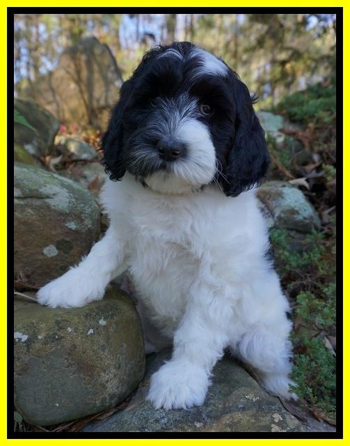 Paris Dempsey pups 8 wks old 2 022