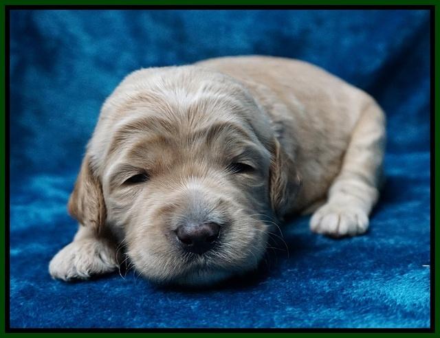 Paris Dempsey pups 2 wks old 211