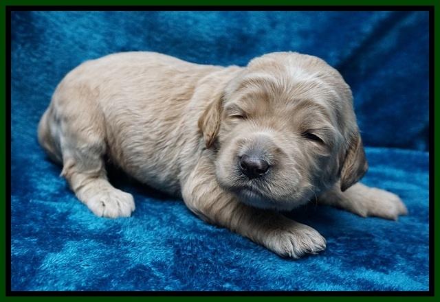 Paris Dempsey pups 2 wks old 221