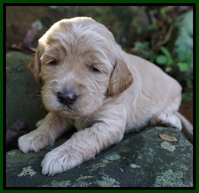 Paris Dempsey pups 3 wks old 281