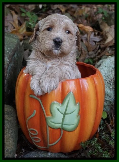 Paris Dempsey pups 4 wks old 311