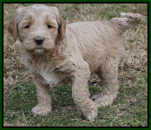 Paris Dempsey pups 5 wks old 2 016