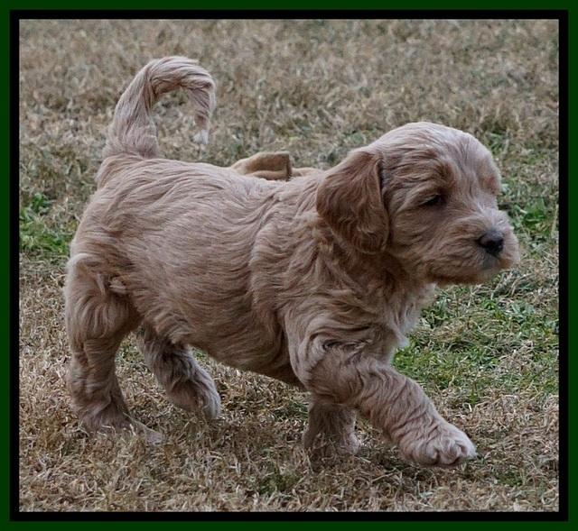 Paris Dempsey pups 5 wks old 2 104