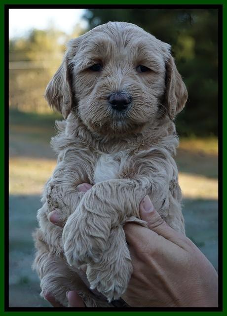 Paris Dempsey pups 5 wks old faces 151