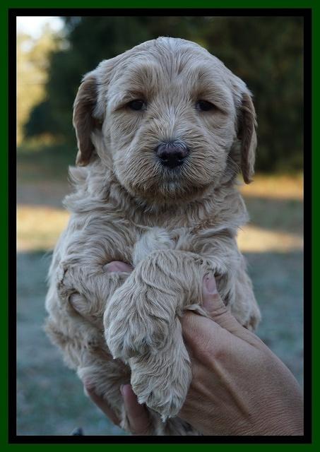 Paris Dempsey pups 5 wks old faces 161