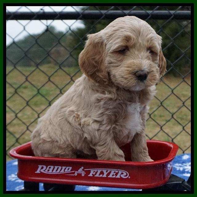 Paris Dempsey pups 6 wks old 1 168