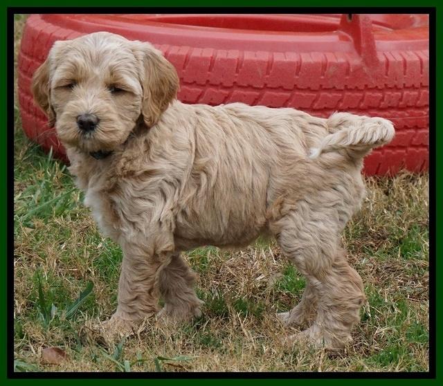 Paris Dempsey pups 6 wks old 50100