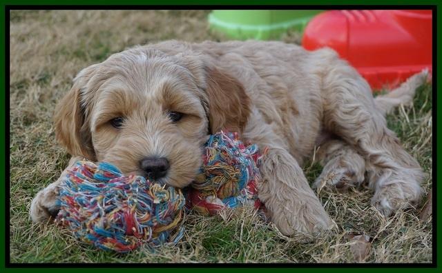 Paris Dempsey pups 7 wks old 401