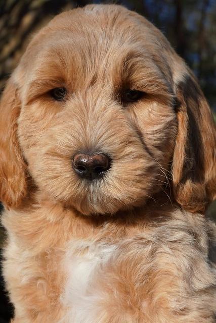 Paris Dempsey pups 8 wks old 1 012