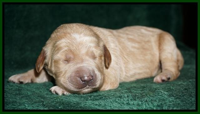 Paris Dempsey pups one wk old 28100