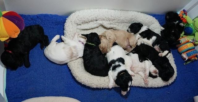 Paris Dempsey pups 3 wks old 21