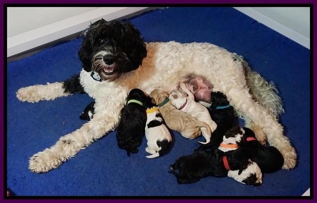 Paris Dempsey pups one wk old 2100