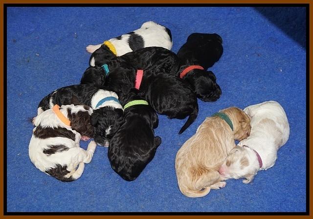 Paris Dempsey pups one wk old 31100