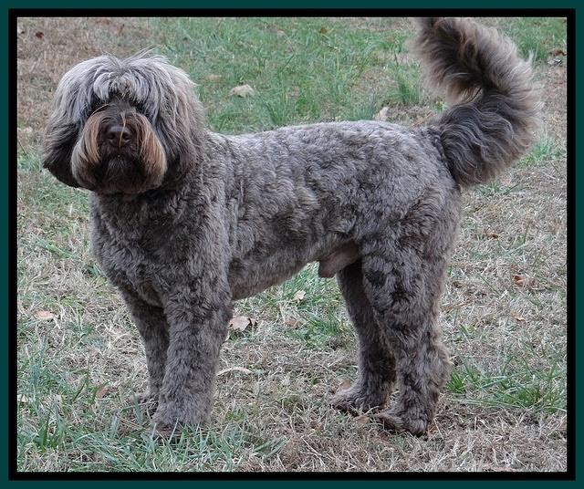 Champion 3 years old