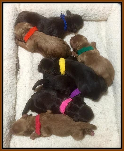 Penny champ newborns 2