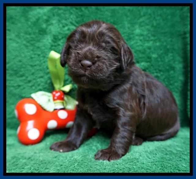 Penny Champion pups 2 wks old 11