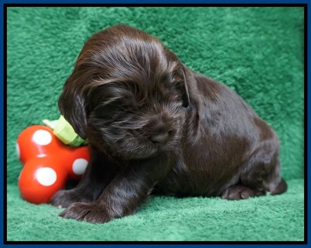 Penny Champion pups 2 wks old 21