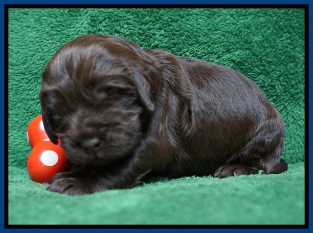 Penny Champion pups 2 wks old 31