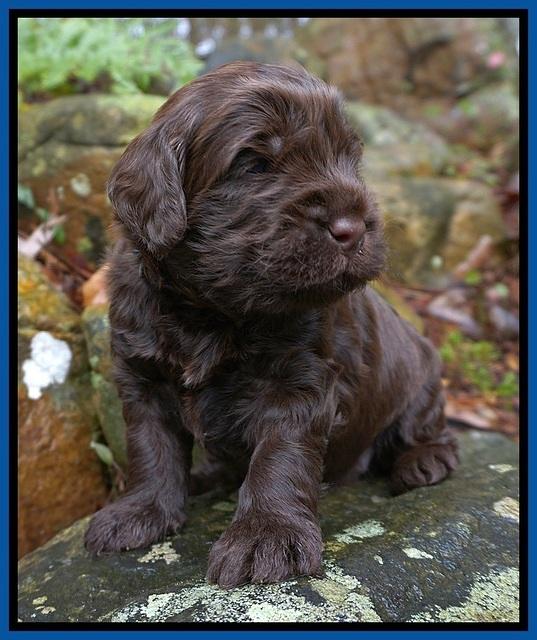Penny Champion pups 3 wks old 11