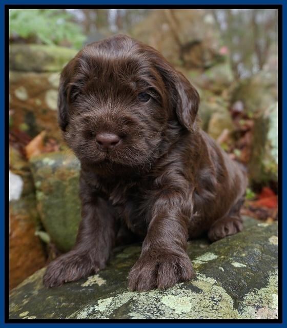 Penny Champion pups 3 wks old 31