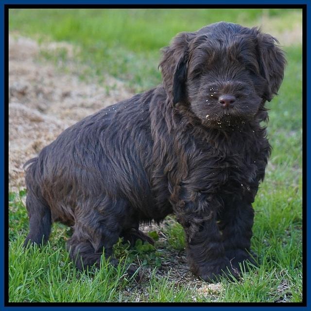 Penny Champion pups 5 wks old 41