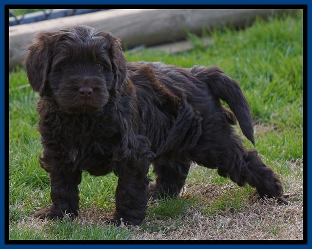Penny Champion pups 6 wks old 61