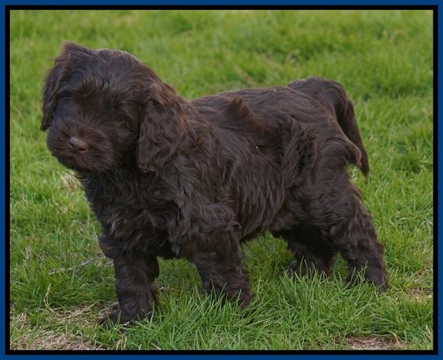 Penny Champion pups 6 wks old 71