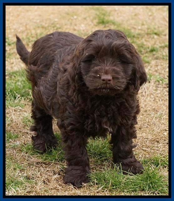Penny Champion pups 7 wks old 41