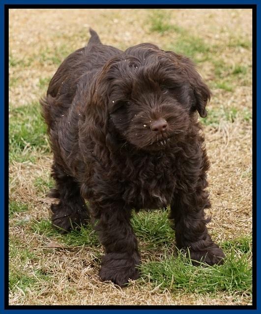 Penny Champion pups 7 wks old 51