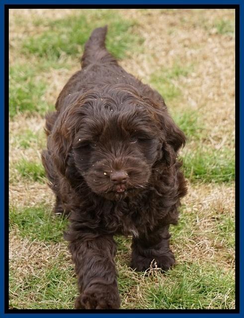 Penny Champion pups 7 wks old 61