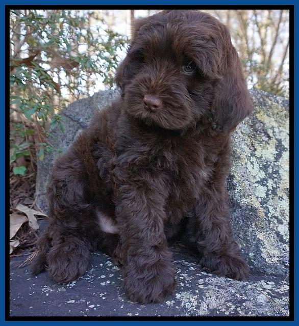 Penny Champion pups 8 wks old 2 11