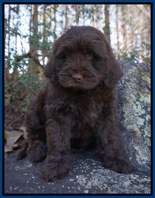 Penny Champion pups 8 wks old 2 21