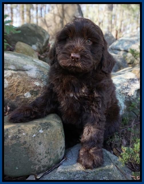 Penny Champion pups 8 wks old 2 31