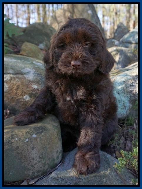 Penny Champion pups 8 wks old 2 41