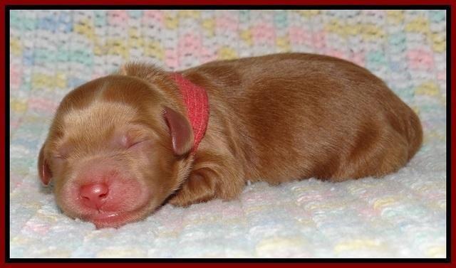 Penny Champ newborn pups 41