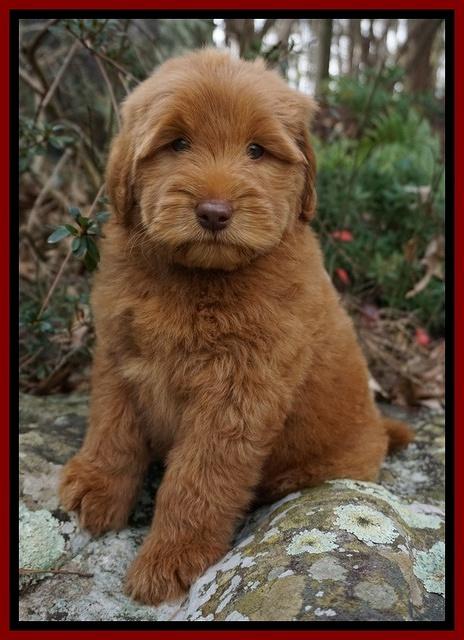 Penny Champ pups 8 wks old Pink Purple Red 097