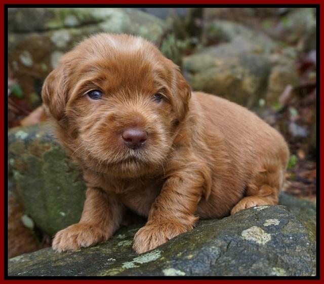 Penny Champion pups 3 wks old 51