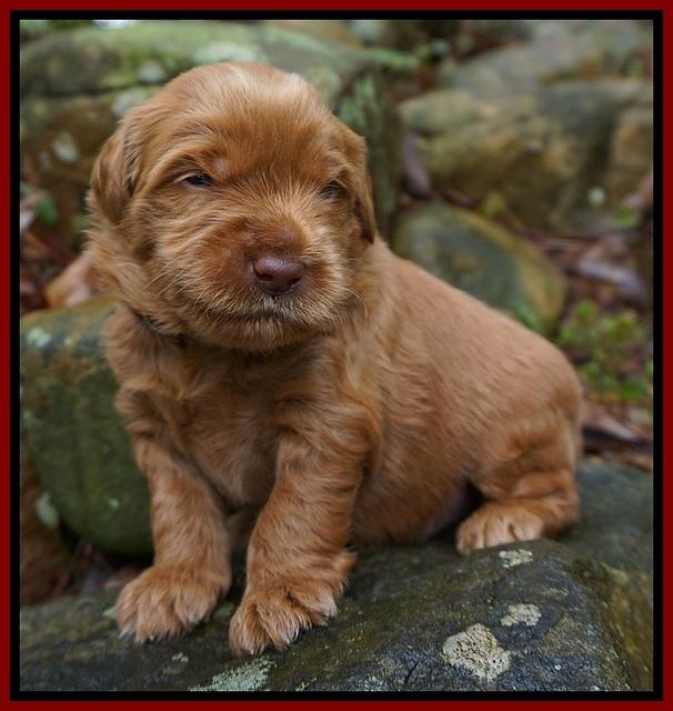 Penny Champion pups 3 wks old 61