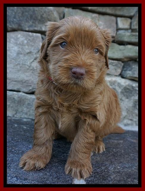 Penny Champion pups 4 wks old 61